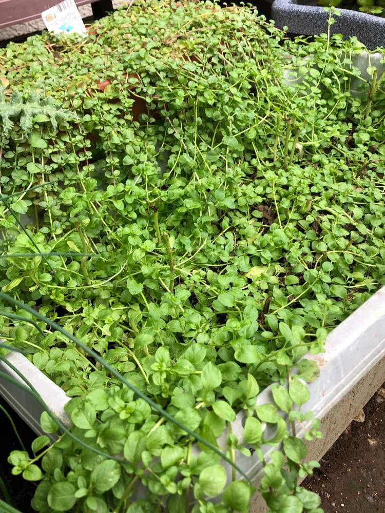 ペニーロイヤルミントの投稿画像 By ガーヒラさん ペニーロイヤルミントとミントとハーブ類とメグサハッカとメグサハッカ ペニーロイヤルミント とハーブとおうち園芸とおうちde菜園 月9月24日 Greensnap グリーンスナップ