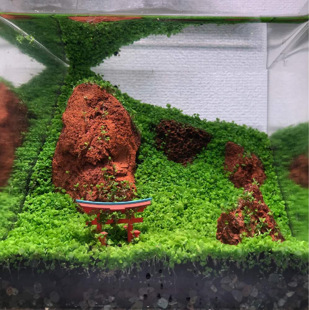 ベビーハイグロシードの投稿画像 By クリ店長さん 部屋と水草水槽と水草の絨毯とメダカの水槽とミスト式と広島県宮島とアクアリウムと水草水槽と水草の絨毯と メダカの水槽とミスト式と広島県宮島とアクアリウム 月9月24日 Greensnap グリーンスナップ