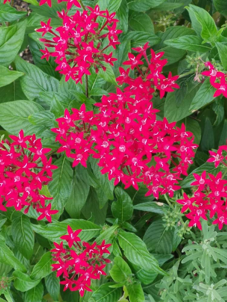 ペンタスの投稿画像 By Yuki さん ラベンダーと開花とグリーン初心者と癒しと花壇ときれいと植中毒と緑のある暮らしと花のある暮らしとgreenとかわいい 月9月24日 Greensnap グリーンスナップ