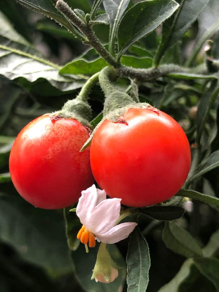 フユサンゴの投稿画像 By ナナちゃんさん 花のある暮らしと我が家のベランダと花との出会いと玉サンゴ と花のある暮らしと我が家のベランダと花との出会いと玉サンゴ 月9月24日 Greensnap グリーンスナップ Greensnap グリーンスナップ