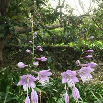 ギボウシ ホスタ の花の投稿画像一覧 Greensnap グリーンスナップ