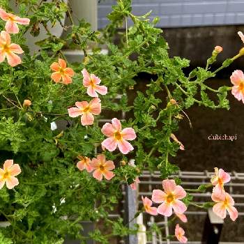 サンブリテニア Proven Winners Pw ガーデニング 園芸 花苗 低木 多肉植物 花 植物