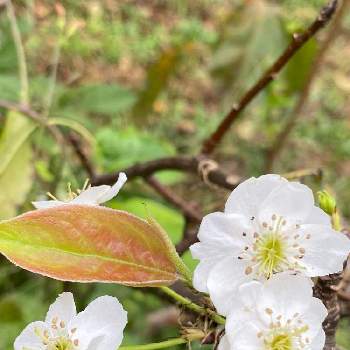 梨の花の投稿画像一覧 Greensnap グリーンスナップ