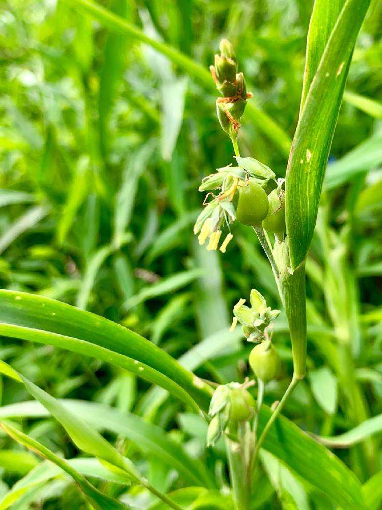 秋の季語2 Greensnap グリーンスナップ