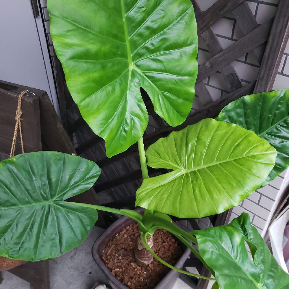 クワズイモ成長記録 Greensnap グリーンスナップ