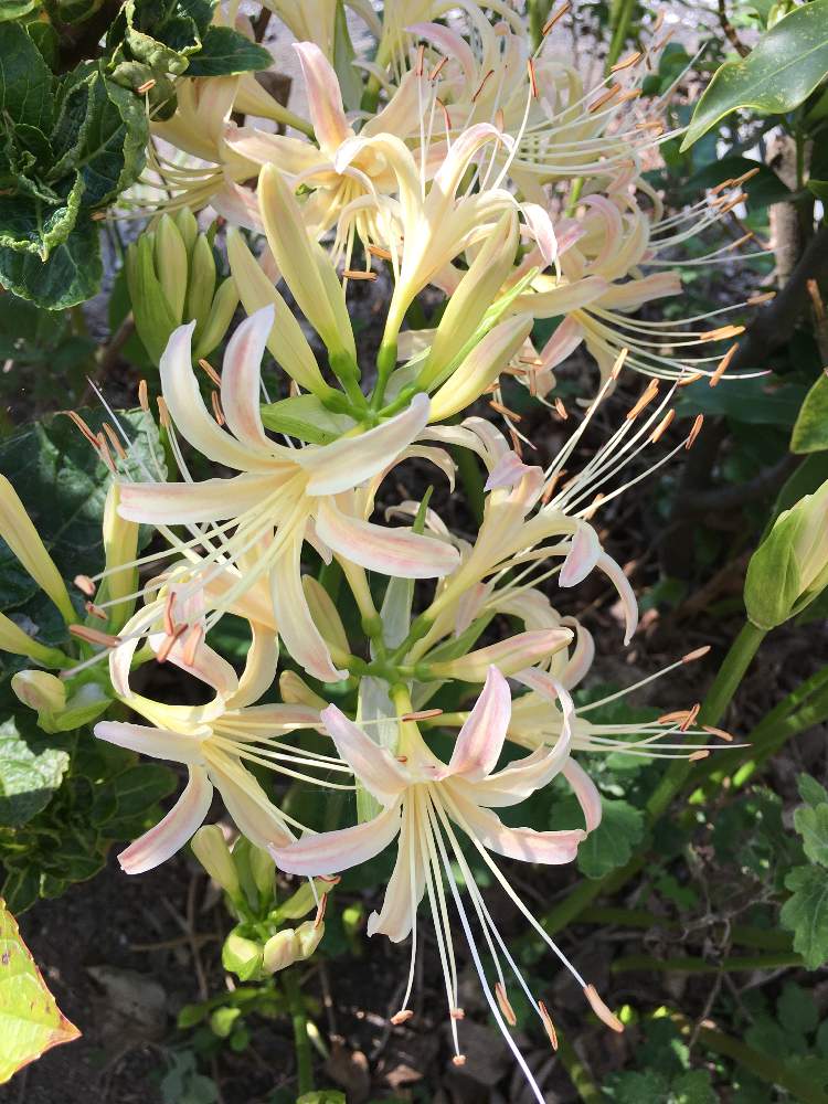 デラシネさんの投稿画像 月9月24日 Greensnap グリーンスナップ