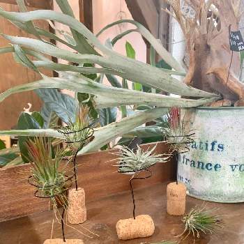 エアプランツホルダーの投稿画像一覧 Greensnap グリーンスナップ