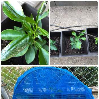 自作防虫ネットの投稿画像一覧 Greensnap グリーンスナップ