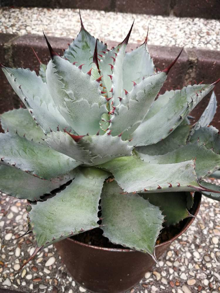 アガベ 雷神の投稿画像 By クロバーさん アガベ Agaveとおうち園芸 月9月24日 Greensnap グリーンスナップ