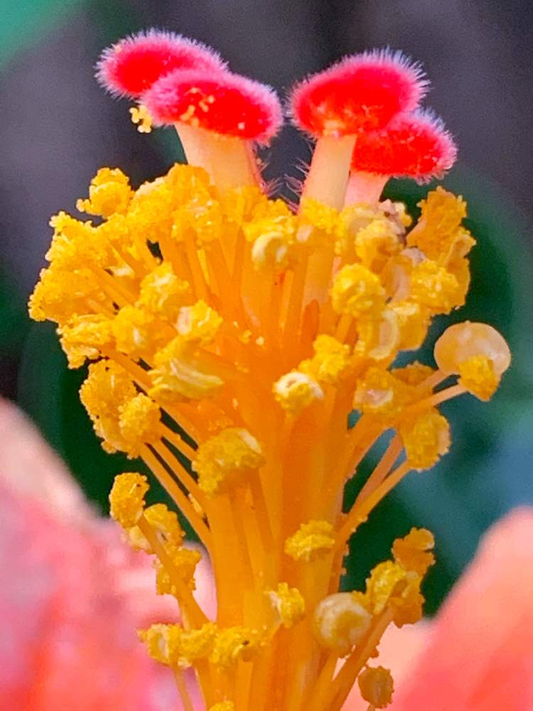 の画像 by キラライ　ブツ子さん | ミステリアスなとfashionableとチャーミングプリティーと不思議不思議と常に新しい美と両性花とたった一日の命とⓂ️anabiと1日花と蕊が素敵❤️