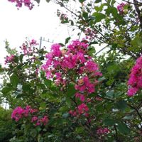 サルスベリの画像