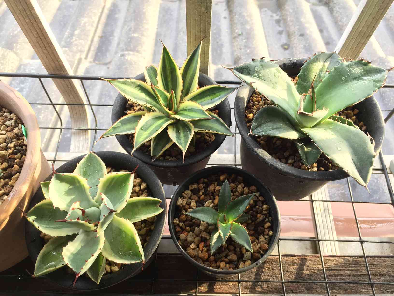 ガ*M様 アガベ agave filifera ssp.schidigera班入り《大きめM size》※現地球