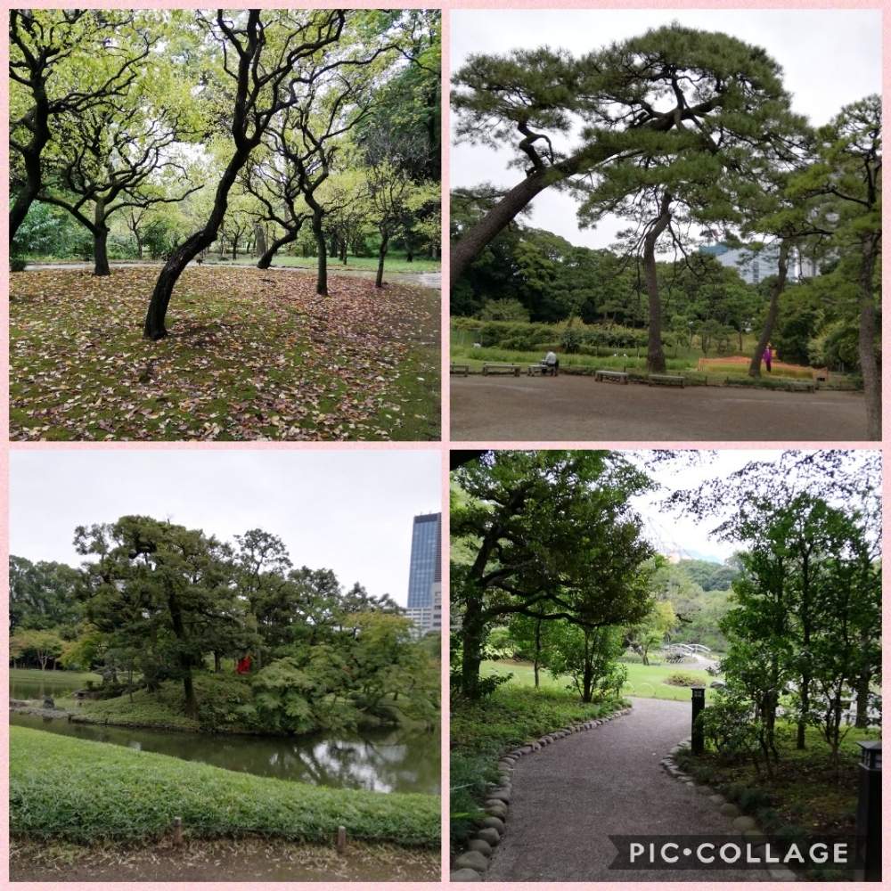秋の梅林の投稿画像 By リリーさん 松木立とお出かけ先と小石川後楽園と癒やされると水戸黄門 ゆかりの名園と爽やかと花のある暮らしと小石川後楽園と癒やされると水戸黄門ゆかりの名園と爽やかと花のある暮らし 月9月25日 Greensnap グリーンスナップ
