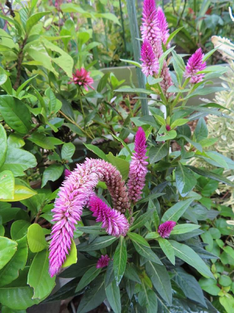 セロシア アジアンガーデンの投稿画像 By ゆーちゃんさん 小さな庭と千葉県とおうち園芸と 最前線のあなたへとお庭の植物と医療現場の人々に感謝と花のある暮らしと千葉県とおうち園芸と 最前線のあなたへとお庭の植物と医療現場の人々に感謝と花のある暮らし 月9月