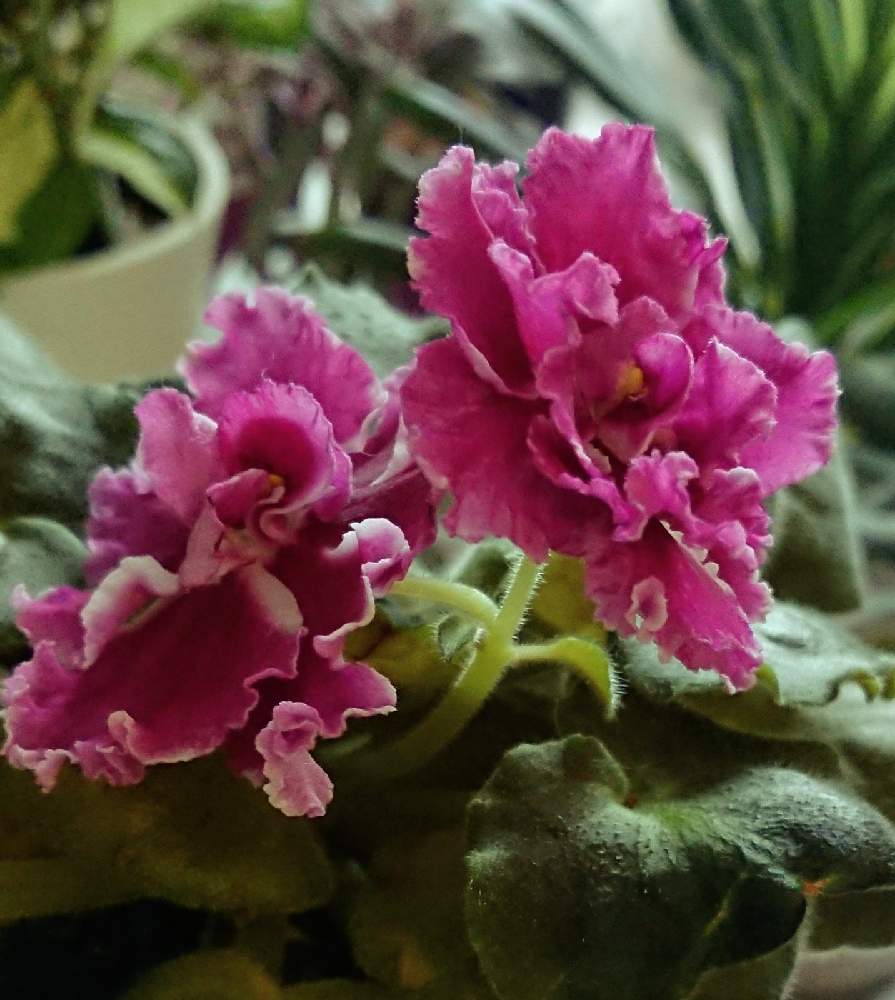 セントポーリアの投稿画像 By Blankaさん 鮮やかなと可愛い花とおうち園芸と赤い花と花のある暮らし 月9月25日 Greensnap グリーンスナップ