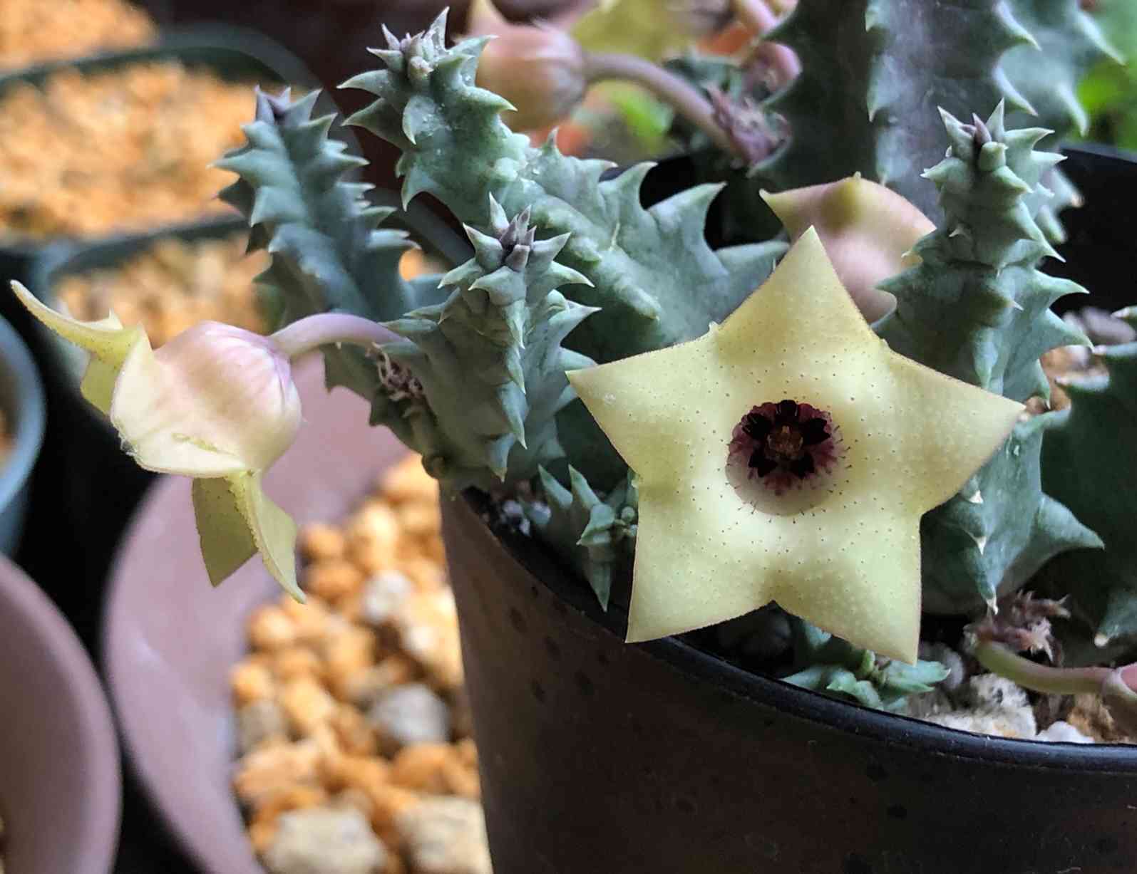 D 蛾角 ガガイモ科 フェルニア属 抜き苗❣️ - 植物/観葉植物