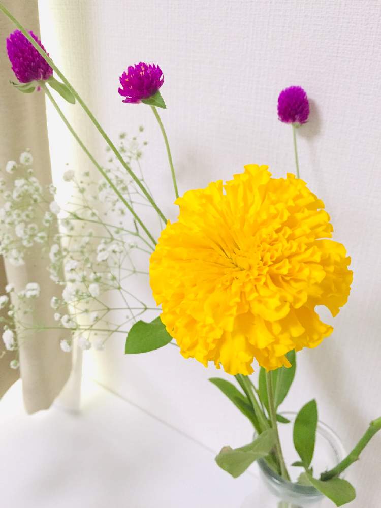 カスミソウの投稿画像 By ともよさん 千日紅とマリーゴールドとハナノヒと黄色の花と花のある暮らしと白い花と紫の花と切り花 月9月25日 Greensnap グリーンスナップ