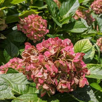 秋紫陽花の投稿画像一覧 Greensnap グリーンスナップ