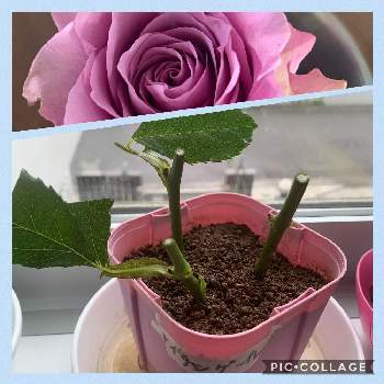 ナイチンゲールの投稿画像一覧 Greensnap グリーンスナップ