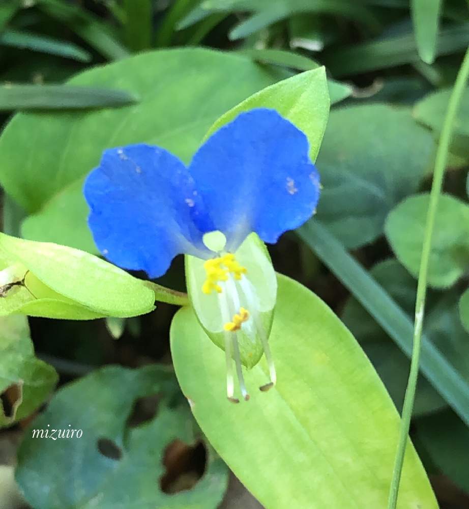 ツユクサの投稿画像 By みずいろさん 青の妖精と青い花とおうち園芸とおうちを彩る花と雑草と花のある暮らし 月9月25日 Greensnap グリーンスナップ