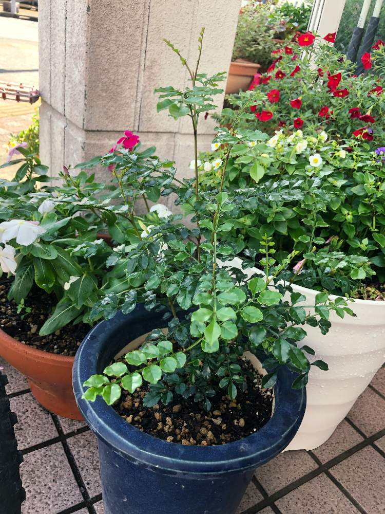 Griffith S Ashの投稿画像 By Chacottさん シマトネリコと再生中と枯れかけセール お助け隊とすくすく成長中とおうち園芸 月9月25日 Greensnap グリーンスナップ