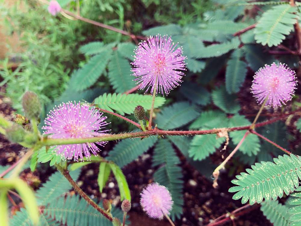 おじぎそうの花の投稿画像 By 容さん オジギソウとおうち園芸と今日のお花 月9月25日 Greensnap グリーンスナップ