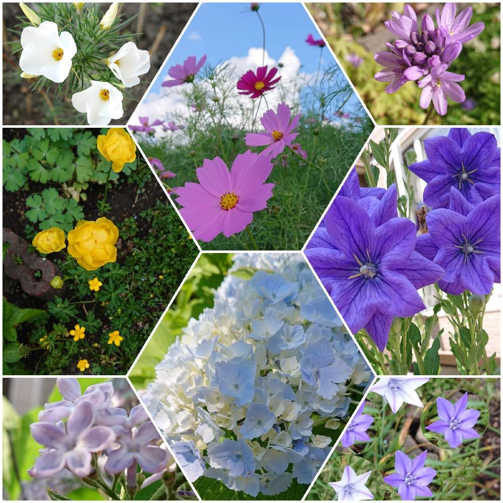 北海道からの投稿画像 By ヨッシー さん お誕生日おめでとう とヨッシー ガーデン 月9月25日 Greensnap グリーンスナップ