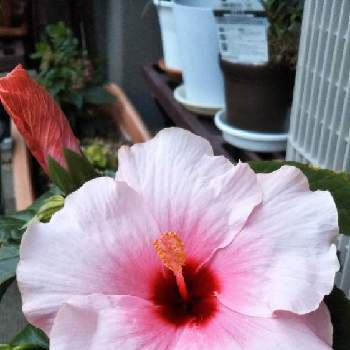 ハイビスカス グレイス3の投稿画像一覧 Greensnap グリーンスナップ