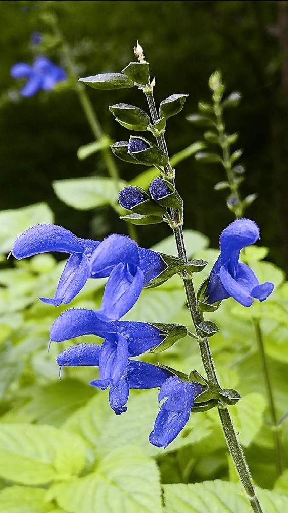 サルビア ガラニチカの投稿画像 By 醜男さん メドウセージとサルビアガラニチカとスマホ撮影と野草と山野草と帰化植物と雑草 月9月25日 Greensnap グリーンスナップ