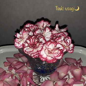 薔薇の花びらの投稿画像一覧 Greensnap グリーンスナップ