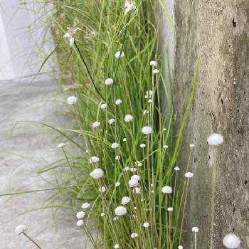 白玉星草の画像 by ぎりぎりさん | エクステリアと白玉星草としらさぎかやつりとおうち園芸と水を好む植物と雪が舞ってるよう