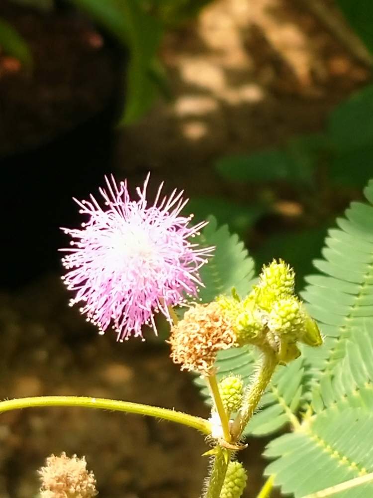 オジギソウの投稿画像 By あきさん 可愛いと癒しと綺麗と紫色の花 月9月25日 Greensnap グリーンスナップ