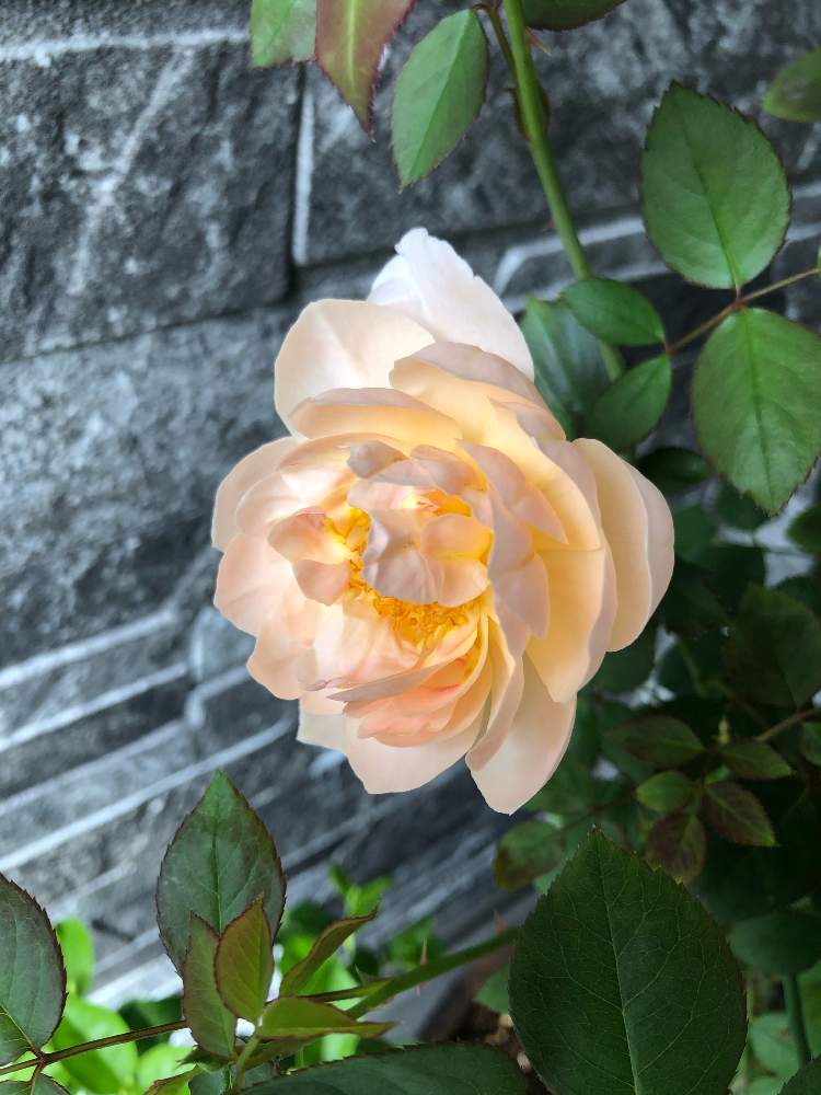 薔薇 アンブリッジ ローズの投稿画像 By Angela20さん 鉢でバラを育てるとおうち園芸 2020月9月25日 Greensnap グリーンスナップ
