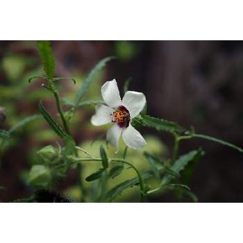 ９月の花の画像 by 我楽多さん | 小さな庭とハイビスカス・シンプリーラブと９月の花とOM-D E-M1ⅡとOLY 17mm F1.2