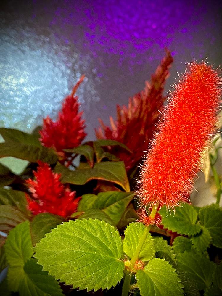 キャットテールの投稿画像 By まりもさん ケイトウ セロシアと我が家のと植物男子とキャットテール とおうち園芸とキャット テイルと斑入り キャットテールとセロシア 月9月25日 Greensnap グリーンスナップ