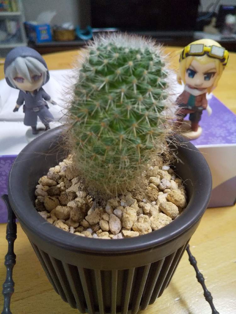 マミラリア 玉翁の投稿画像 By ミカエルさん フィギュアと多肉植物とサボテン科と白いフワフワとおうち園芸と多肉女子とマミラリア属とタニラーと多肉と フィギュアとサボテン玉翁 月9月25日 Greensnap グリーンスナップ