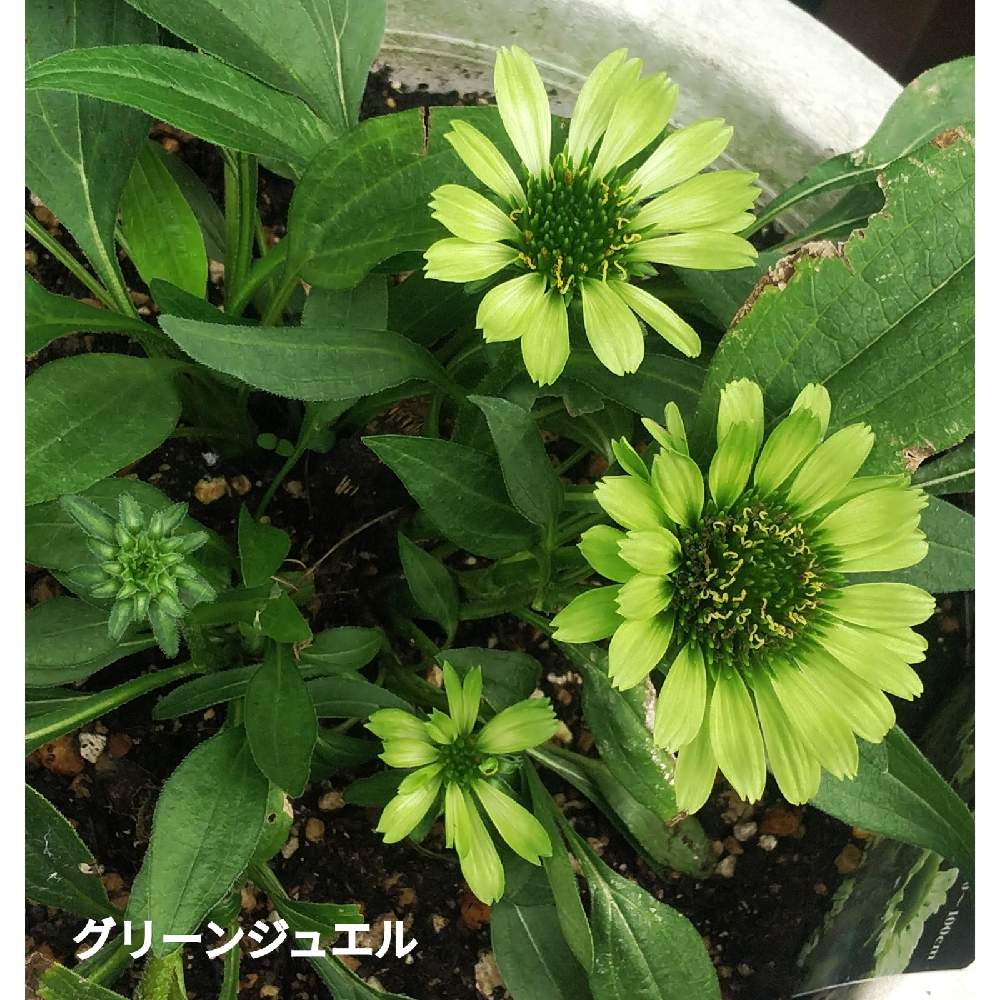 鉢植えの投稿画像 By メリーさん 花のある暮らしとエキナセア グリーンジュエルとおうち園芸 月9月26日 Greensnap グリーン スナップ