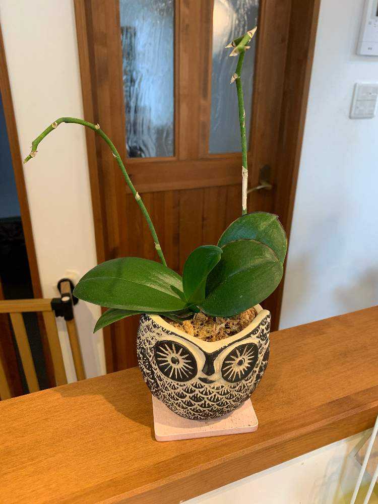 胡蝶蘭の成長記録 Greensnap グリーンスナップ