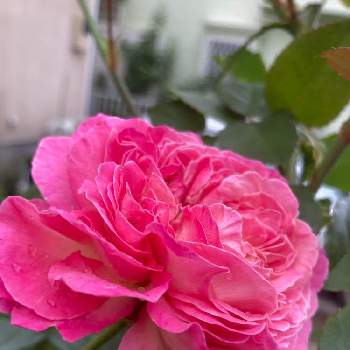 バラ　オーブの画像 by みるく❤️さん | 小さな庭と薔薇愛同盟と薔薇に魅せられてとおうち園芸とバラ　オーブと鉢植えと玄関先アプローチとGSでバラ園と花のある暮らしとお花で癒されよう❤️とバラ薔薇ばらら～❤️とななちち印