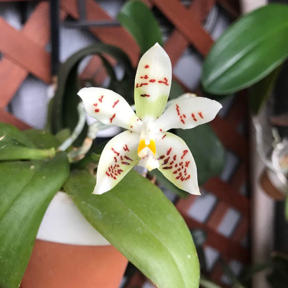 コチョウランの投稿画像 By さちこさん 胡蝶蘭とphal Zebrinaと着生植物と洋蘭と着生ランとラン科とファレノプシス属とおうちを彩る花と着生蘭 と洋ランと洋蘭原種 月9月26日 Greensnap グリーンスナップ