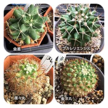 ドリコテレ 金星の投稿画像一覧 Greensnap グリーンスナップ