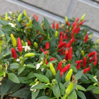 メキシカンチリペッパーの投稿画像一覧 Greensnap グリーンスナップ