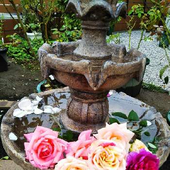ソーラーファウンテンの画像 by Chieko☆さん | ピンクの花と殆ど病気薔薇吉と大好きと美しい♡とおうち園芸と元気が出ると素敵な色とソーラーファウンテンと可愛いと綺麗な色♡と花のある暮らしと綺麗な色
