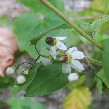 ヒヨドリジョウゴの花と実の投稿画像一覧 Greensnap グリーンスナップ