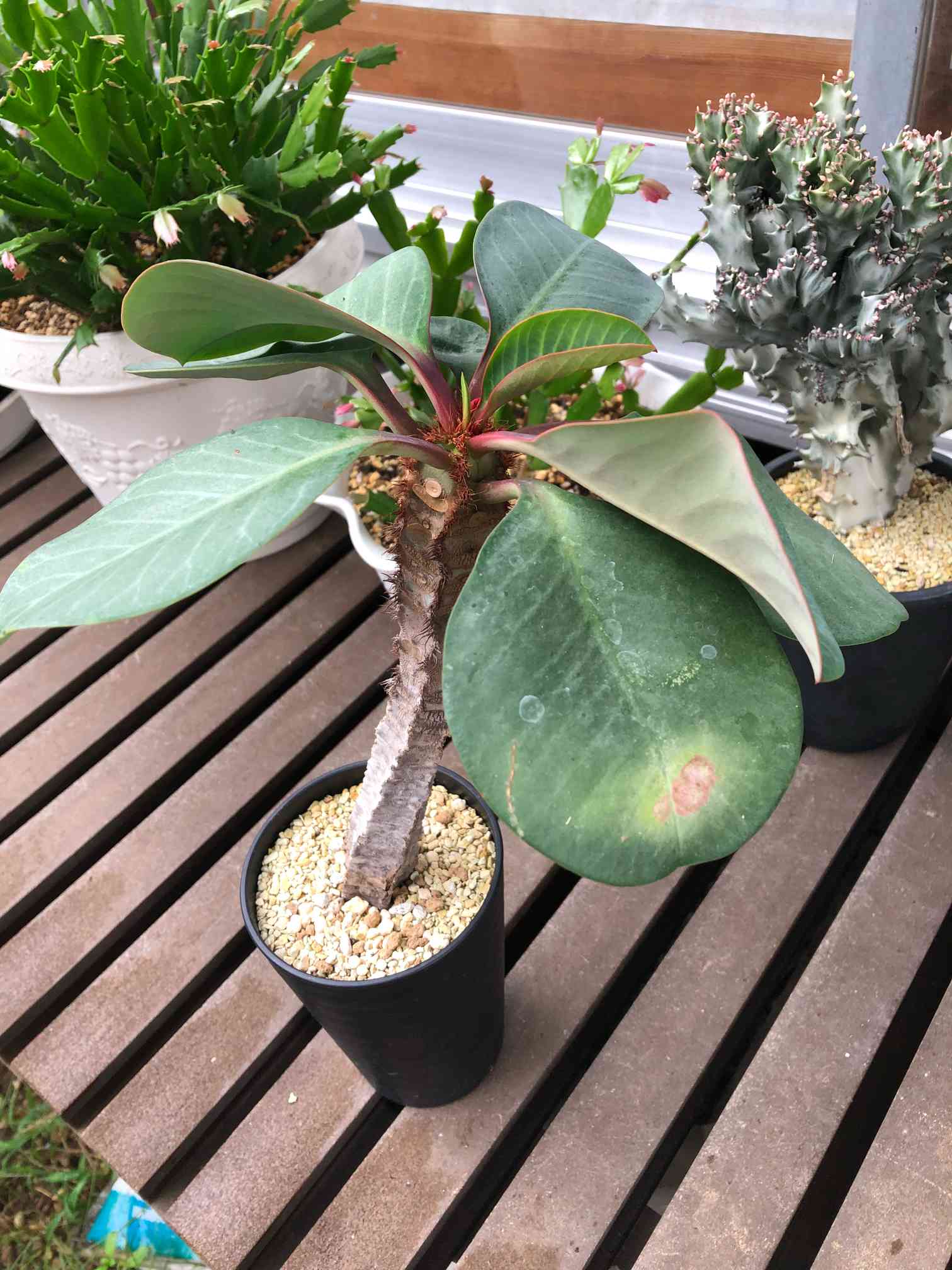 ユーフォルビア アウレオビリディフォリア 多頭 isla del pescado - Euphorbia aureoviridiflora-ユーフォルビア