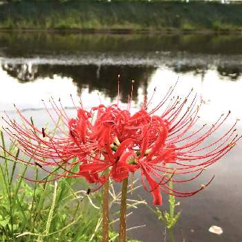 水辺の花の投稿画像一覧 Greensnap グリーンスナップ