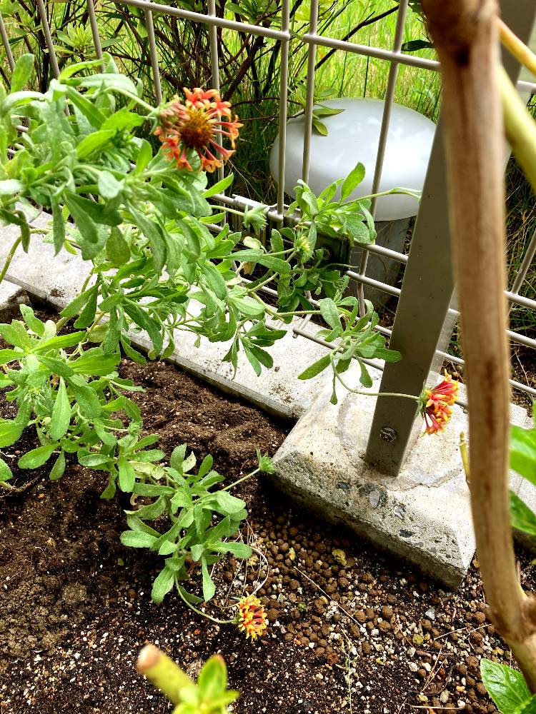 ガイラルディアラズルダズルの投稿画像 By わかめさん 簡単花壇 月9月26日 Greensnap グリーンスナップ