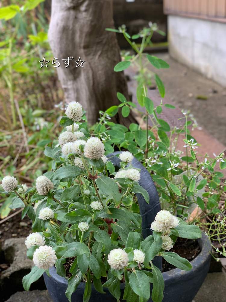 千日紅の投稿画像 By らずさん ユーフォルビア ダイヤモンドフロストとかごと寄せ植えとおうち園芸と白い花と植木鉢と大人かわいい 月9月26日 Greensnap グリーンスナップ