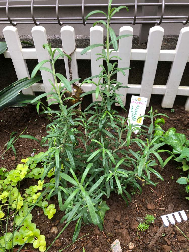 ローズマリーの投稿画像 By ミイさん リシマキア ヌンムラリアとハーブ 月9月26日 Greensnap グリーンスナップ