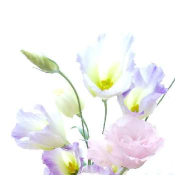 ふんわり写真の画像 by Hirochan＊  flowersさん | 和室とトルコキキョウ。と今日のお花とむらさきのはなとふんわり優しい色と可愛いピンク色♡とふんわり写真